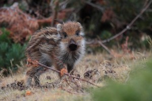 _MG_7020Otoño30092013