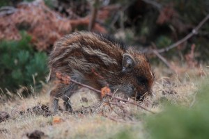 _MG_7021Otoño30092013